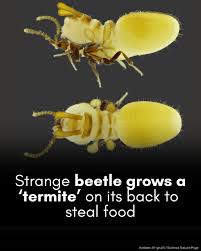 Image result for Bertiera aethiopica