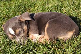 Der grund, sich für eine hundeschule zu entscheiden, sollte immer der sein, seinem hund die bestmögliche ausbildung zu garantieren. Ab Wann Eine Hundeschule Besuchen Was Ist Sinnvoll