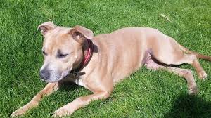 Finest pitbulls made offers some the highest quality pitbull puppies in the world. The Dog Breeds That Are Banned In The Uk And Why Bbc News