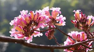 Image result for Handroanthus impetiginosus