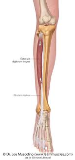 Want to learn more about it? Extensor Digitorum Longus Learn Muscles