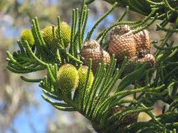 Image result for Araucaria columnaris