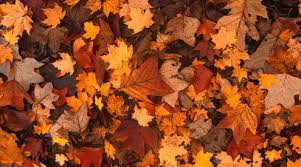 102,016 likes · 83 talking about this. This Fall Remember To Leave The Leaves On The Ground