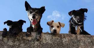 Official twitter for national puppy day (march 23rd) celebrating puppies + encouraging adoption! National Rescue Dog Day In 2021 2022 When Where Why How Is Celebrated
