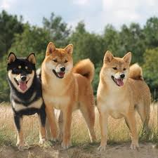 If you have an excellent choice of dogs then you need beautiful, unique, and meaningful japanese puppy names. Japanese Names For Dogs Male And Female Over 60