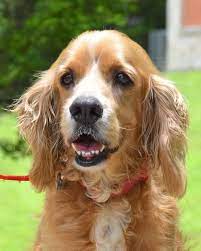 Adopt Cody On Petfinder Cocker Spaniel Rescue Cool Pets Dog Adoption