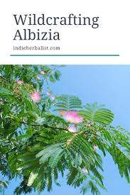 Image result for Albizia zimmermannii