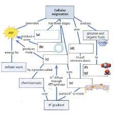 In plants, photosynthesis generally takes place in leaves. Biology Chapter 7 Diagram Quizlet