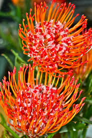 Orange Protea Protea Plant Trees To Plant Cacti And Succulents