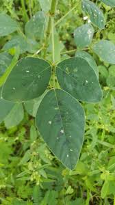 Image result for Desmodium tortuosum