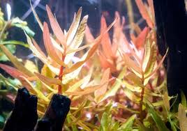 Image result for Nesaea polycephala