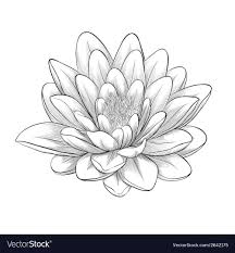 Black And White Lotus Flower Half Sleeve Tattoo Black And White Lotus Flower Vector Image On Vectorstock Lotus Flower Painting White Lotus Flower Lotus Flower Pictures