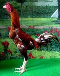 Ciri Ayam Jalon Type Pembunuh Ayam Juara Ayam Jantan Ayam Hewan