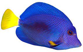 Purple Tang Png 949 591 Tropical Fish Fish Clipart Fish