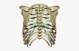 Rib eye steak cassie cage rib hamster cage cage nut bird cage cage. Clip Art D Ribcage Model 3d Rib Cage Png Free Transparent Clipart Clipartkey