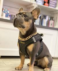 Pet coats, jackets and accessories. Pets R Us Home Facebook