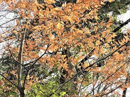 落ちない葉 ヤマコウバシ カシワ 里山の四季