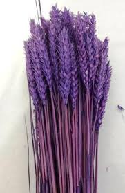 Bayas y hojas de temporada. Espigas De Trigo Natural Secas 100 Espigas Flores Frescas Online