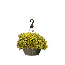 Free shipping on qualified orders. Landscape Basics 10 Inch Hanging Basket Calibrachoa Yellow The Home Depot Canada