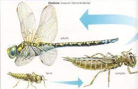 metamorphose de la larve de libellule