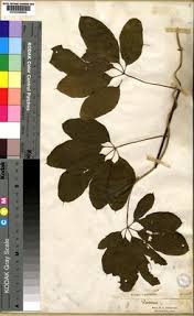 Image result for Dioscorea quartiniana