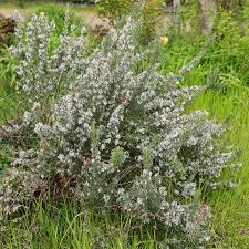 Image result for Rosmarinus officinalis