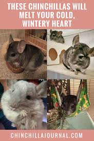 These Chinchillas Will Melt Your Cold Wintery Heart Chinchilla Cold Chinchilla Care