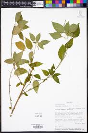 Image result for Acalypha racemosa