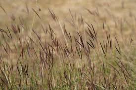 Image result for Andropogon chinensis