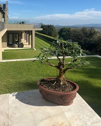 Image result for Ficus obliqua