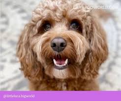 We did not find results for: Cavoodle Puppies For Sale Nsw Breeders Overview Cavapoo World