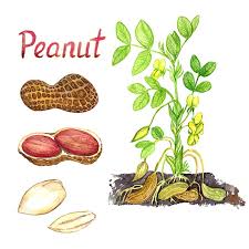 Sow peanuts in the garden 3 to 4 weeks after the average last frost date in spring, when the soil has warmed to at least 65°f (18°c). How To Grow Peanuts In Or Out Of Containers