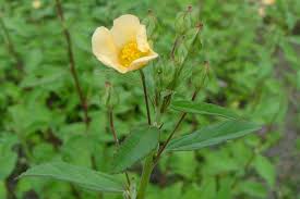 Image result for Sida rhombifolia