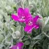 Caregrow in poor, sandy soil and full sun. 1