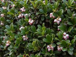 Maybe you would like to learn more about one of these? 14 Small Evergreen Shrubs Bushes For A Tiny Garden