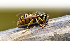 Pest or pestel analysis is a simple and effective tool used in situation analysis to identify the key external (macro environment level) forces that might affect an organization. Stinging Insect Control Applied Pest Management