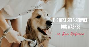 Vaccinations clinic in san antonio, tx. A Muddy Dog The Best Self Service Dog Washes In San Antonio The Dog Guide San Antonio