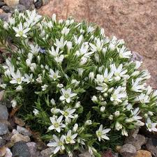 Plant flowers that start with v. Hooker S Sandwort Arenaria High Country Gardens