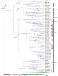 Image result for Panicum phragmitoides