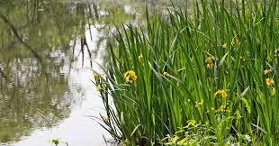 Image result for Iris pseudacorus