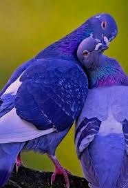 Birds That Start With A U Birds Jigsaw Puzzles Free Birds Quotes Birds 3 Letters Birds Migos Champ Angry Birds Movie Chuck Funny Birds An Animals Beautiful Pet Birds Animals