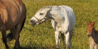 5 Tips For Dealing With A Horse That Shows Aggression Towards Human Equiniction