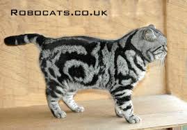 Silver Tabby British Shorthair Cat Male British Shorthair Cats Cats Tabby Cat
