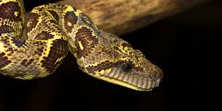 Image result for Wahlenbergia madagascariensis