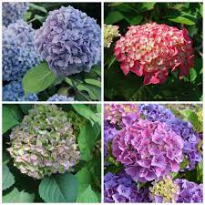 Hydrangea Care Growing Propagating And Drying Hydrangea Flowers