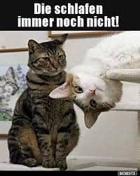 Ein guter moment für die fotografie. 244 Lustige Bilder Gute Nacht Gute Nacht Lustig Debeste