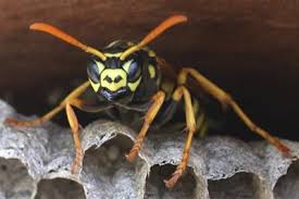 With 48 sunrise beach, mo real estate agents listed on homes.com, you can find the perfect agent to help you buy or sell your home. Pest Control Lake Of The Ozarks Camdenton Pest Control Service