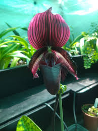 Provided to youtube by sony music entertainmentflowers · chris youngchris young℗ 2006 bmg musicreleased on: Chris On Twitter P Gloriosum X Pulsar Such A Stunning Dark Flower There Is A Second Bud Coming To Boot Nice Large Plant With Great Roots Orchids Greenhouse Garden Home Orchidgrowing Orchidaceae