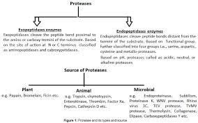 Typically, the enzymes involved in these reactions are two types, 1.proteasome complex. Extraction Of Proteases From Medicinal Plants And Their Potential As Anti Viral Targets Omics International