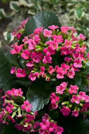 Unlike most forms of vegetation, succulent plants store moisture in their leaves, which allows them to withstand long periods of drought. Succulent Houseplant Delivers Indoor Color